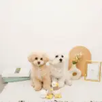 くびながのあひるさん親子SET - Image 4