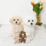 くまさんギンガムチェックリボンぬいぐるみ - Image 8