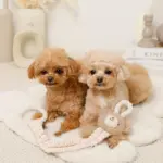 くまさんひっぱりロープおもちゃ - Image 4