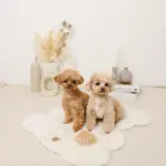 たいやきのおもちゃ - Image 7