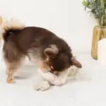 ノーズワークお花型ロープおもちゃ - Image 5