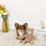 コーデュロイのくまさん - Image 5