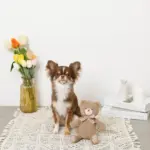 コーデュロイのくまさん - Image 6