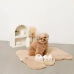 いちごのショートケーキノーズワークおもちゃ - Image 9