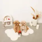 ロールケーキノーズワークおもちゃ - Image 4