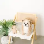 くまさんお星さまノーズワークぬいぐるみ - Image 4