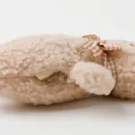 くまさんお星さまノーズワークぬいぐるみ - Image 7