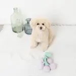 ぶどうノーズワークおもちゃ - Image 5