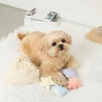 貝殻の仲間たちノーズワークおもちゃ+巾着袋付き - Image 2