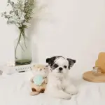 ラッコと貝殻おもちゃ - Image 6