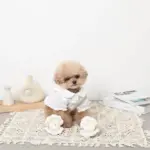 貝殻ノーズワークおもちゃ - Image 3