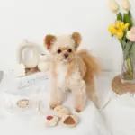 クッキー詰め合わせノーズワークおもちゃ - Image 6