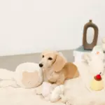 ノーズワークさいころおもちゃ - Image 4