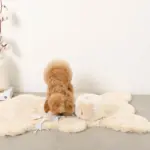 ノーズワークさいころおもちゃ - Image 8