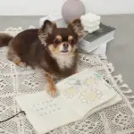 ノーズワークナチュラルブックおもちゃ - Image 6