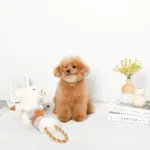 くるくる綱引きブタさん - Image 2