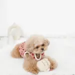 ノーズワークコーヒーカップぬいぐるみ - Image 8