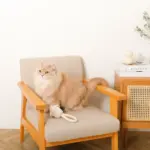 デンタルロープ鳴き笛入りマカロンカップケーキ - Image 6