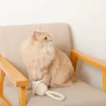 デンタルロープ鳴き笛入りマカロンカップケーキ - Image 7