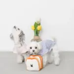 ノーズワーク食パン3SET - Image 4