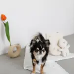 白いイヌさん - Image 6