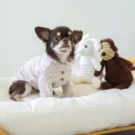 コーデュロイのひつじさん - Image 3