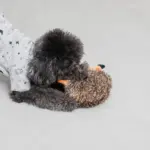 はりねずみさん - Image 3