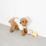 食パンちゃん - Image 4