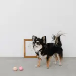 ノーズワークシリコンミニボール - Image 2