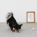 ノーズワークシリコンミニボール - Image 4