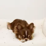 撥水お星さまとお月さま柄刺繍キルティングクッションベッド - Image 3