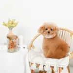 レトロ柄ウッド蓋ガラスキャニスター - Image 5