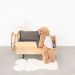 モダンクラシックペットベッド - Image 2