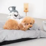 メランジペットマットベッド - Image 7