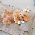 メランジペットマットベッド - Image 8