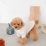 ウッドシェープトレイ - Image 5