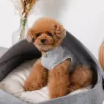 クッション付フェルトベッド - Image 10