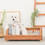 スクエアラタンベッド　クッション付き - Image 8