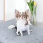 モダンドッグクッション - Image 5