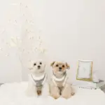 スノー刺繍ハーネス+リードSET【名入れ刺繍対応】 - Image 3