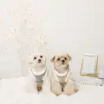 スノー刺繍ハーネス+リードSET【名入れ刺繍対応】 - Image 7