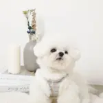 ツイードチェックファーハーネス+リードSET【名入れ刺繍対応】 - Image 5