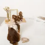 くまさんギンガムチェックおんぶハーネス+リードSET【名入れ刺繍対応】 - Image 3