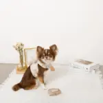 くまさんギンガムチェックおんぶハーネス+リードSET【名入れ刺繍対応】 - Image 7