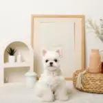 コットンレースフリルハーネス+リードSET【名入れ刺繍対応】 - Image 6