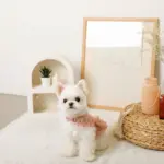 コットンレースフリルハーネス+リードSET【名入れ刺繍対応】 - Image 8