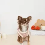 ボアチューリップ刺繍ハーネス+リードSET【名入れ刺繍対応】 - Image 8