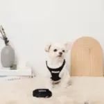 ニットボアハーネス+リードSET【名入れ刺繍対応】 - Image 4