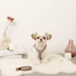 ボアハーネス+リードSET【名入れ刺繍対応】 - Image 2