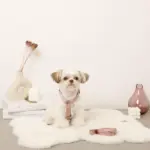 ボアハーネス+リードSET【名入れ刺繍対応】 - Image 4